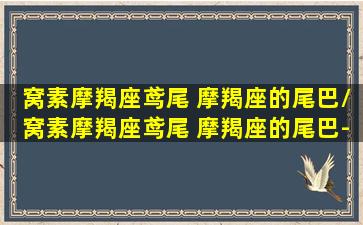 窝素摩羯座鸢尾 摩羯座的尾巴/窝素摩羯座鸢尾 摩羯座的尾巴-我的网站